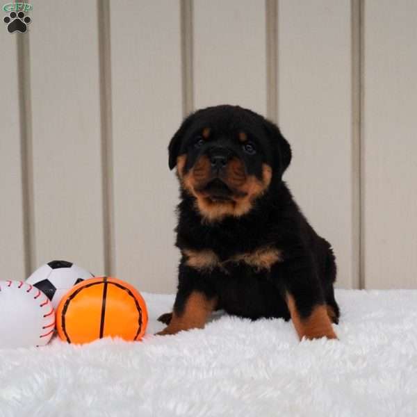 Sam, Rottweiler Puppy